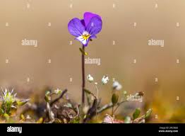 Attēlu rezultāti vaicājumam “Viola tricolor subsp. curtisii flower”