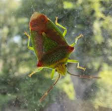 Attēlu rezultāti vaicājumam “Acanthosoma haemorrhoidale”