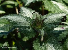 Attēlu rezultāti vaicājumam “Lamium maculatum leaf”