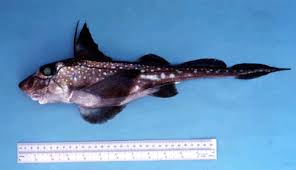 Attēlu rezultāti vaicājumam “Chimabachidae”