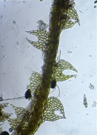 Attēlu rezultāti vaicājumam “Cephalozia loitlesbergeri”