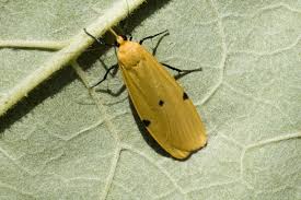 Attēlu rezultāti vaicājumam “Lithosia quadra”