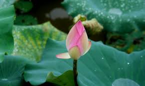 Attēlu rezultāti vaicājumam “Lotus sp. bud”
