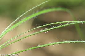 Attēlu rezultāti vaicājumam “Luzula luzuloides”