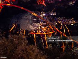 Image result for Palinurus elephas