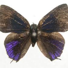 Attēlu rezultāti vaicājumam “Maculinea alcon upperside”