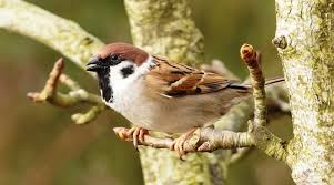 Image result for Passer montanus