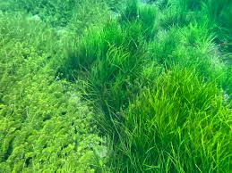 Attēlu rezultāti vaicājumam “Isoetaceae”