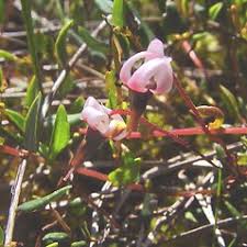 Attēlu rezultāti vaicājumam “Oxycoccus bud”