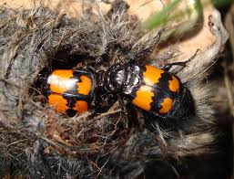 Attēlu rezultāti vaicājumam “Nicrophorus vespillo”