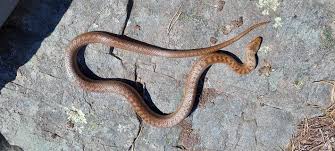 Attēlu rezultāti vaicājumam “Coronella austriaca adult”