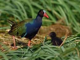 Image result for Porphyrio alleni