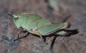 Attēlu rezultāti vaicājumam “Acrididae”