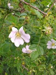 Image result for Rosa canina