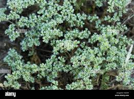 Attēlu rezultāti vaicājumam “Scleranthus perennis flower”