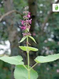 Attēlu rezultāti vaicājumam “Stachys sylvatica bud”