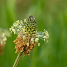 Attēlu rezultāti vaicājumam “Plantago lanceolata flower”