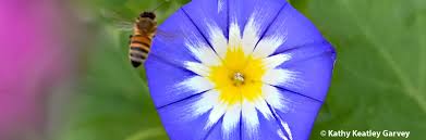 Image result for Convolvulus tricolor