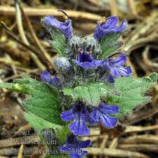 Attēlu rezultāti vaicājumam “Ajuga genevensis”