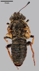 Attēlu rezultāti vaicājumam “Trichiosoma”