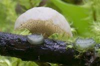 Attēlu rezultāti vaicājumam “Cudoniella clavus”