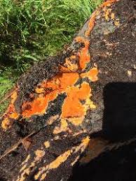 Attēlu rezultāti vaicājumam “Ceriporia”