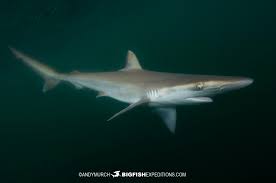 Image result for Rhizoprionodon terraenovae