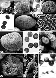 Attēlu rezultāti vaicājumam “Perichaena corticalis sessile”