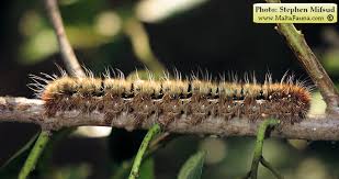 Attēlu rezultāti vaicājumam “Lasiocampa quercus imago”