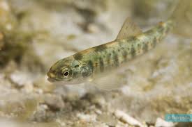 Image result for Salmo trutta trutta