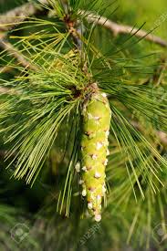 Attēlu rezultāti vaicājumam “Pinus sibirica”