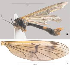 Attēlu rezultāti vaicājumam “Ptychoptera sp.”