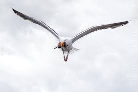 Attēlu rezultāti vaicājumam “Larus marinus adult”