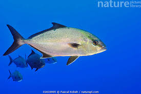 Image result for Seriola dumerili