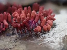 Attēlu rezultāti vaicājumam “Arcyria denudata stalked”