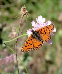 Attēlu rezultāti vaicājumam “Melitaea didyma underside”