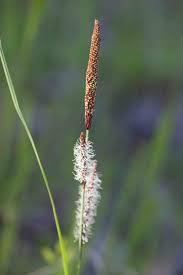 Attēlu rezultāti vaicājumam “Carex acutiformis fruit”