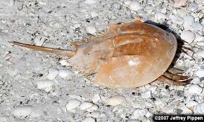 Image result for Limulus polyphemus