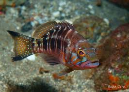 Image result for Serranus atricauda
