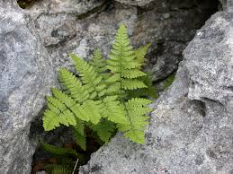 Attēlu rezultāti vaicājumam “Gymnocarpium robertianum”