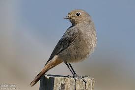 Attēlu rezultāti vaicājumam “Phoenicurus ochruros female”