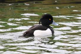 Attēlu rezultāti vaicājumam “Aythya fuligula female”