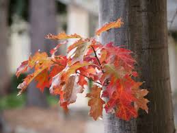 Attēlu rezultāti vaicājumam “Quercus rubra”