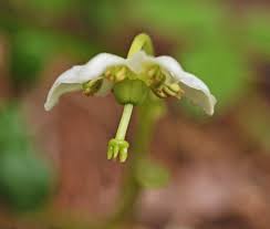 Attēlu rezultāti vaicājumam “Moneses uniflora flower”