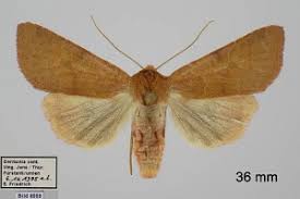 Attēlu rezultāti vaicājumam “Agrochola helvola”