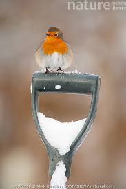 Attēlu rezultāti vaicājumam “Erithacus rubecula adult”