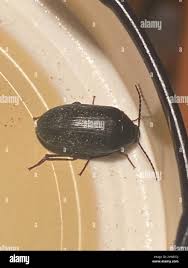 Attēlu rezultāti vaicājumam “Prionychus ater”