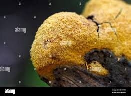 Attēlu rezultāti vaicājumam “Fuligo septica var. flava spores”