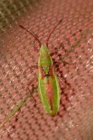 Attēlu rezultāti vaicājumam “Myrmus miriformis”