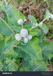 Attēlu rezultāti vaicājumam “Arctium tomentosum fruit”